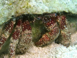 47 White-Speckled Hermit Crab IMG 3981